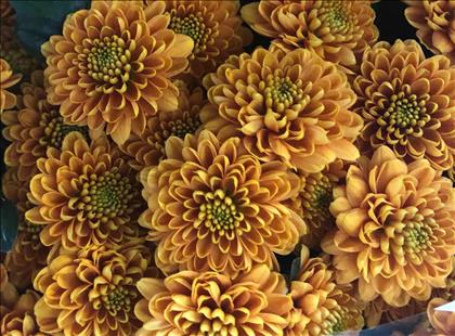 CRISANTEMO .SANTINI NARANJA ELLISON IMP.HOLANDA   