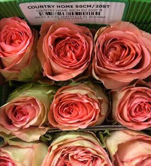 ROSES ECUADOR 50 ROSA CLARO COUNTRYHOME           