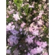 FLOR DE CERA ROSA DANC QUEEN SWEET/               