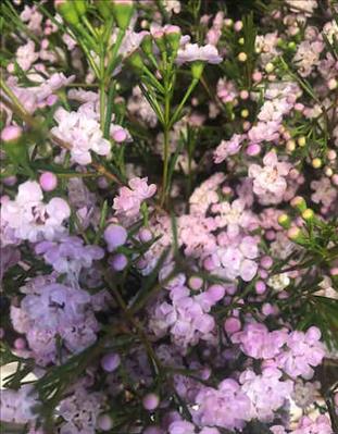 FLOR DE CERA ROSA DANC QUEEN SWEET/               