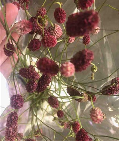 SANGUISORBA GRANATE ARNHEME IMPORTACION HOLANDA   