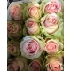 ROSES ECUADOR 40 BICOLOR ROSA FRUTTETO            