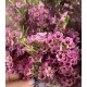 FLOR DE CERA IMP. ROSA ADI                        