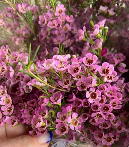 FLOR DE CERA IMP. ROSA ADI                        