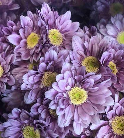 CRISANTEMO ROSA ROSE SERENITY SWEET               