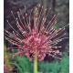 ALLIUM SCHUBERTII LILA 55CM IMPORTACION HOLANDA   