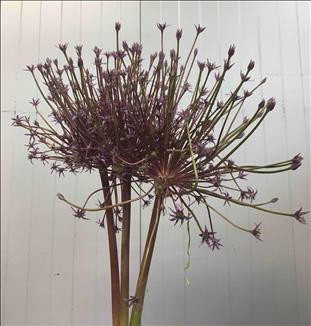 ALLIUM SCHUBERTII LILA 55CM IMPORTACION HOLANDA   