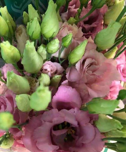 LISIANTHUS IMP. COTTON CANDY ROSADO               