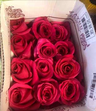 ROSES ECUADOR 50 FUCSIA LOLA                      