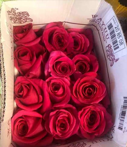 ROSES ECUADOR 50 FUCSIA LOLA                      
