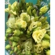 LISIANTHUS IMP. AMARILLO ALISSA YELLOW            