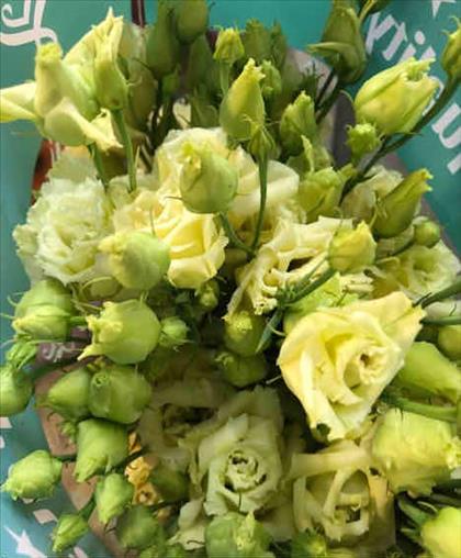 LISIANTHUS IMP. AMARILLO ALISSA YELLOW            