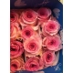 ROSES ECUADOR 40 ROSA CLARITO MANDALA             