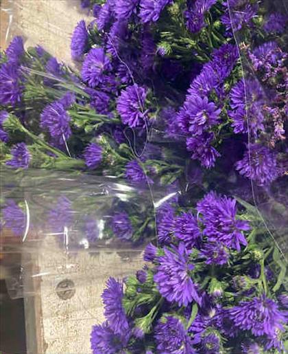 ASTER LILA CASANDRA HOLANDA                       