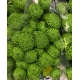 CRISANTEMO VERDE DELIGREEN BOTON IMP.             