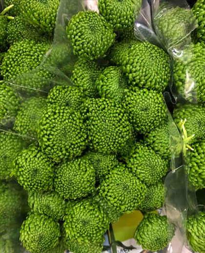 CRISANTEMO VERDE DELIGREEN BOTON IMP.             