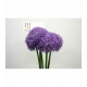 ALLIUM GLOBER MASTER MORADO 80 IMPORTACION HOLANDA