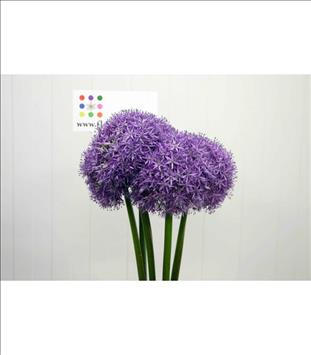 ALLIUM GLOBER MASTER MORADO 80 IMPORTACION HOLANDA