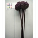 ALLIUM SUMMER DRUMMER LILA IMPORTACION HOLANDA    