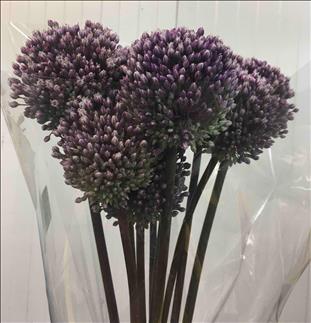 ALLIUM SUMMER DRUMMER LILA IMPORTACION HOLANDA    