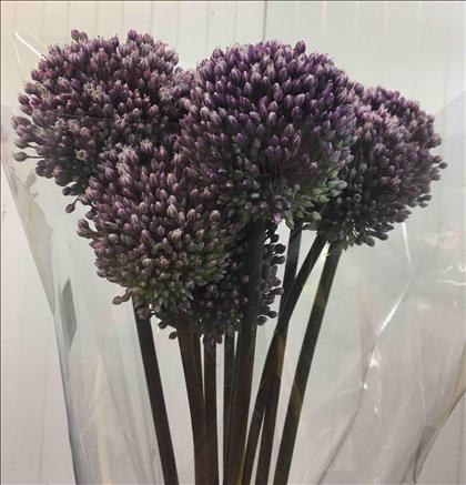 ALLIUM SUMMER DRUMMER LILA IMPORTACION HOLANDA    