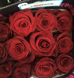 ROSES.ECUADOR 50 ROJA EXPLORER                    