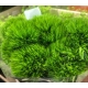 DIANTHUS BARBATUS GREEN TRICK 60                  