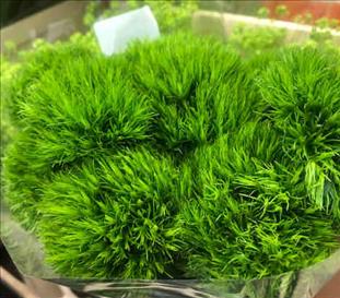 DIANTHUS BARBATUS GREEN TRICK 60                  