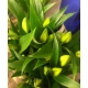 LILIUM ORIENTAL BLANCO ZAMBEZI 4/3FLORES 80CM.    