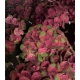 HYDRANGEA BIC.ROSA/VERDE 60 CHARLOTTE IMP.        