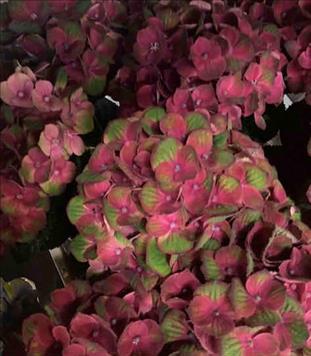 HYDRANGEA BIC.ROSA/VERDE 60 CHARLOTTE IMP.        