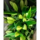 LIL.OR. BLANCO PETACAS 3/4 FLORES IMP.            