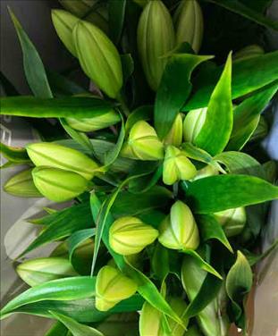 LIL.OR. BLANCO PETACAS 3/4 FLORES IMP.            