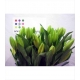 LILIUM LA. ADVANTAGE TARONJA IMPORTACION HOLANDA  