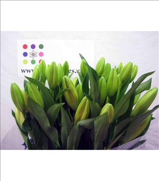 LILIUM LA. ADVANTAGE TARONJA IMPORTACION HOLANDA  