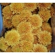 CRISANTEMO .SANTINI NARANJA DORIA IMP. HOLANDA    