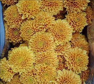 CRISANTEMO .SANTINI NARANJA DORIA IMP. HOLANDA    