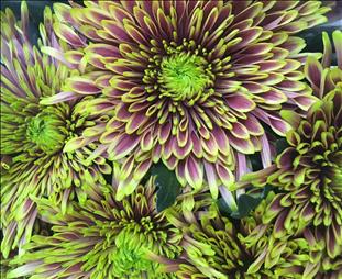 CRISANTEMO.UNIFLORA BICOLOR TULA SHARLETTA IMPORTA