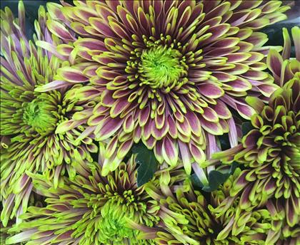 CRISANTEMO.UNIFLORA BICOLOR TULA SHARLETTA IMPORTA