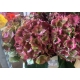 HYDRANGEA BIC. ROJO/VERDE ROYAL PALACE 80 IMPORTAC