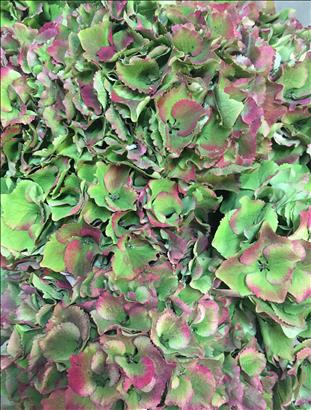 HYDRANGEA BIC. ROJO/VERDE ROYAL PALACE 80 IMPORTAC