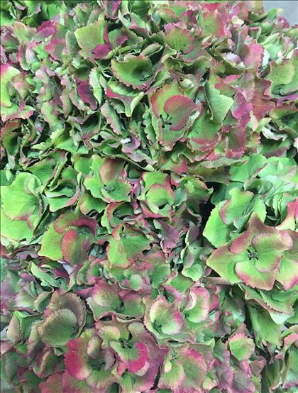 HYDRANGEA BIC. ROJO/VERDE ROYAL PALACE 80 IMPORTAC