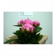 PEONIA FUCSIA ALEX FLEMMING 55/60  IMPORTACIO     