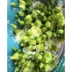 LISIANTHUM AMARILLO CORELLI YELLOW                