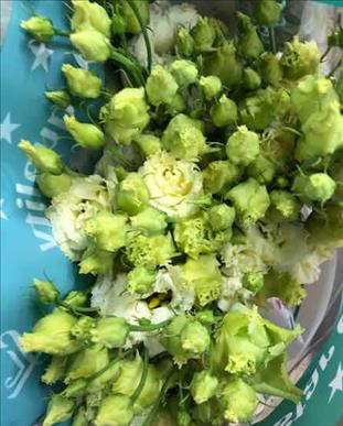 LISIANTHUM AMARILLO CORELLI YELLOW                