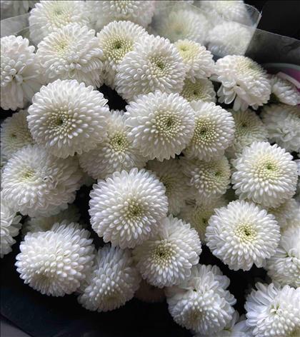 CRISANTEMO BLANCO NEWTON BOTON                    