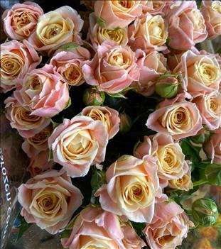 ROSAS SPRAY PEACH YO-YO 60 SALMON IMP.            