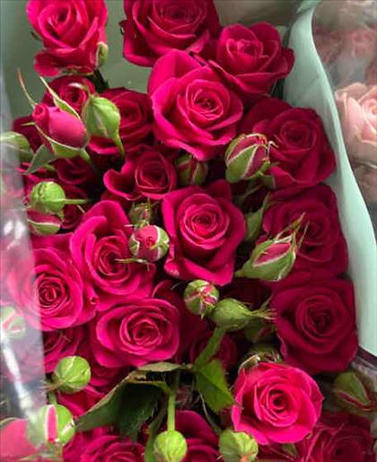 ROSAS SPRAY PINK YO-YO 60 CERISE IMPORTACION      