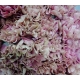 CLAVEL. ROSA LEGE PINK IMPORTACION HOLANDA        