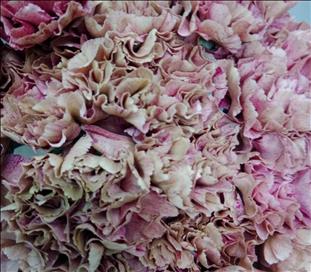 CLAVEL. ROSA LEGE PINK IMPORTACION HOLANDA        